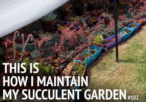 How do I maintain my garden